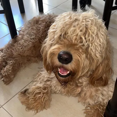 The White Donkey House