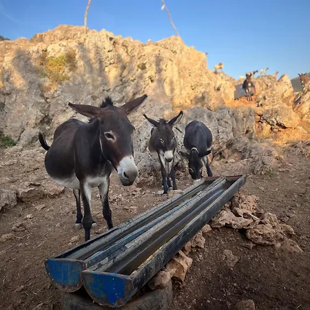 The White Donkey House Apartman *