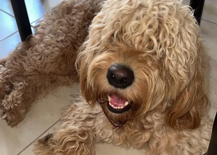 The White Donkey House