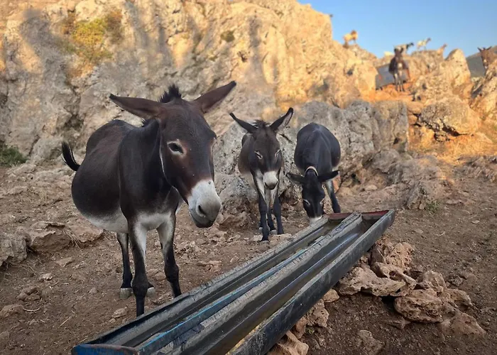 The White Donkey House 아파트 *